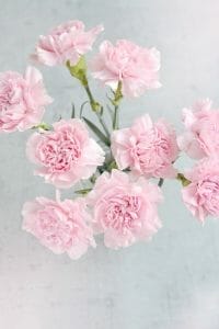 carnations-g8eed83370_1280